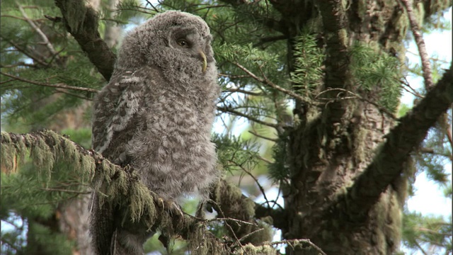 大灰猫头鹰(Strix nebulosa)雏在森林，黄石，美国视频素材