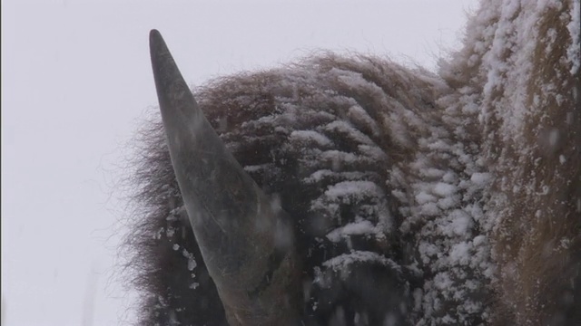 美国黄石公园，野牛在雪地里吃草视频素材