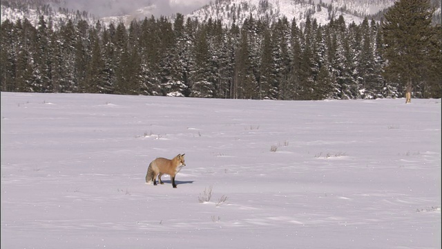 红狐(Vulpes Vulpes)在雪地里捕食啮齿动物，黄石，美国视频素材