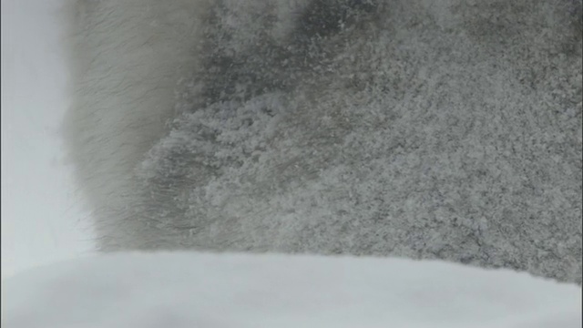 美国黄石国家公园，灰狼在嗅雪视频素材