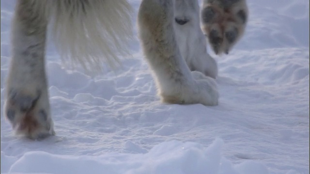 灰狼在雪地上行走，黄石国家公园，美国视频素材