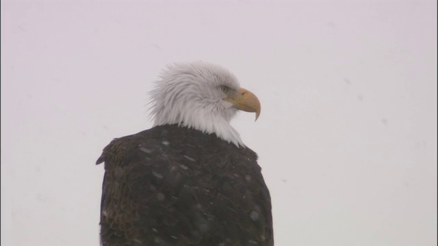 白头秃鹰(Haliaeetus leucocephalus)在雪地里四处张望，黄石公园，美国视频素材