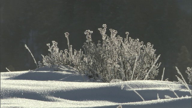 冰晶吹过雪地，黄石公园，美国视频素材