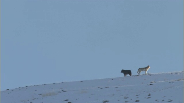 灰狼(犬类狼疮)在雪山上，黄石，美国视频素材