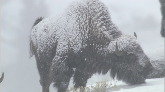 美国怀俄明州黄石公园，野牛站在那里摇着毛皮上的雪视频素材