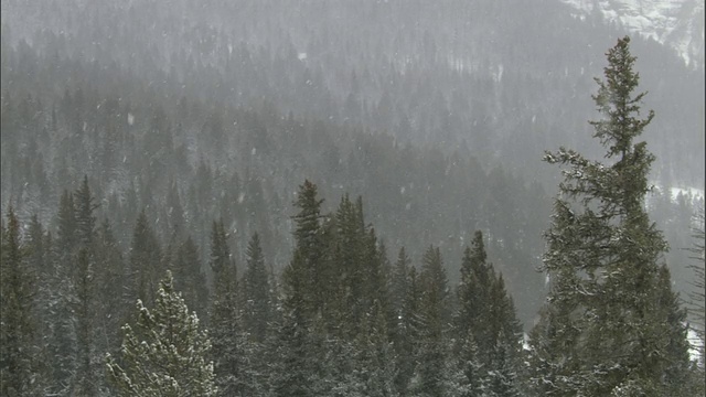 雪花落在美国黄石公园的针叶林上视频素材