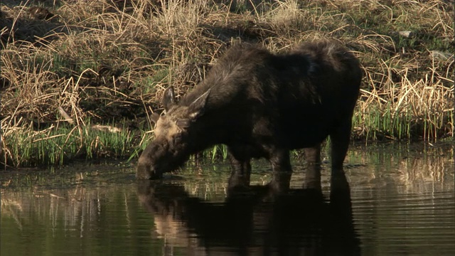 驼鹿(Alces Alces)在湖上吃水草，黄石，美国视频素材