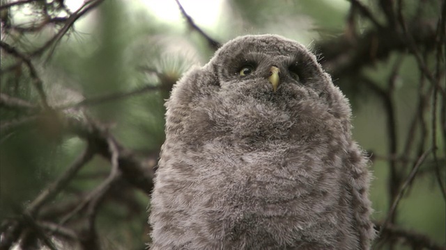 大灰猫头鹰(Strix nebulosa)雏在森林，黄石，美国视频素材