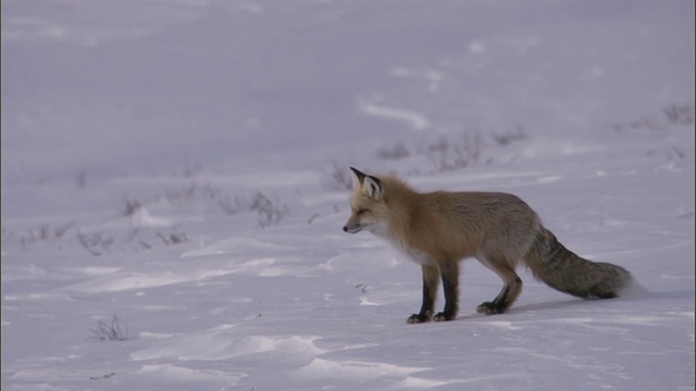 红狐(Vulpes Vulpes)在雪地里捕食啮齿动物，黄石，美国视频素材