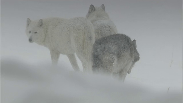 雪中的灰狼，黄石国家公园，美国视频素材