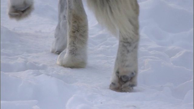 灰狼在雪地上行走，黄石国家公园，美国视频素材