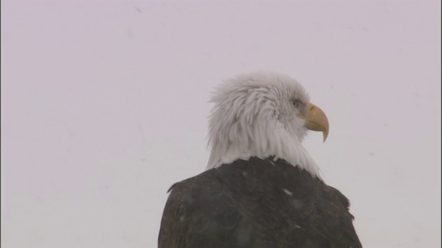 白头秃鹰(Haliaeetus leucocephalus)在雪地里四处张望，黄石公园，美国视频素材