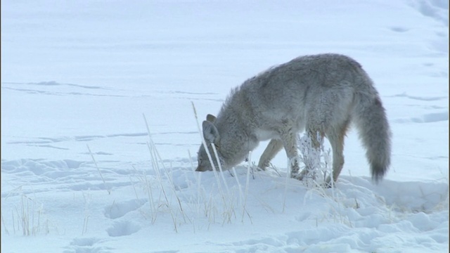 美国怀俄明州黄石公园，郊狼在雪地上觅食视频素材