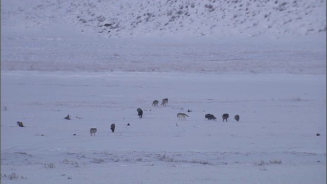 灰狼在雪地上觅食，黄石国家公园，美国视频素材