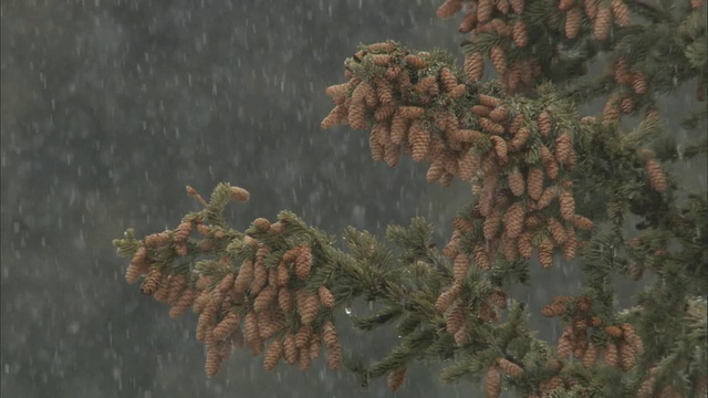 雪中的一种针叶树，黄石，美国视频素材