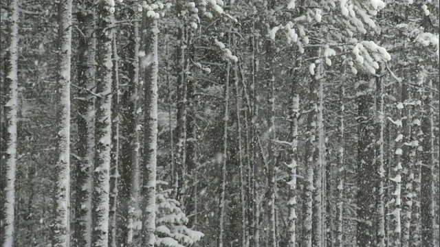 雪落在美国黄石的针叶林视频素材