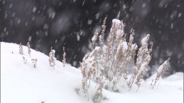 美国黄石公园，野牛在雪地里吃草视频素材