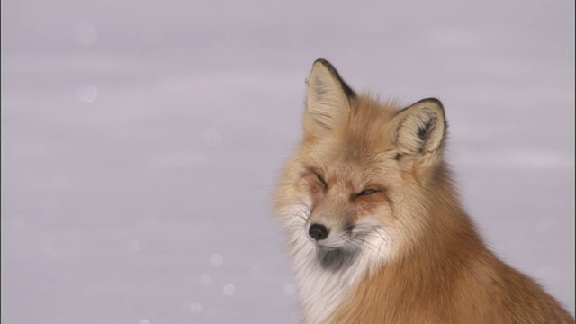 红狐(Vulpes Vulpes)坐在雪地上，黄石，美国视频素材