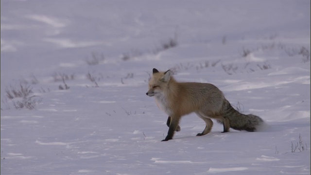 红狐(Vulpes Vulpes)在雪地里捕食啮齿动物，黄石，美国视频素材