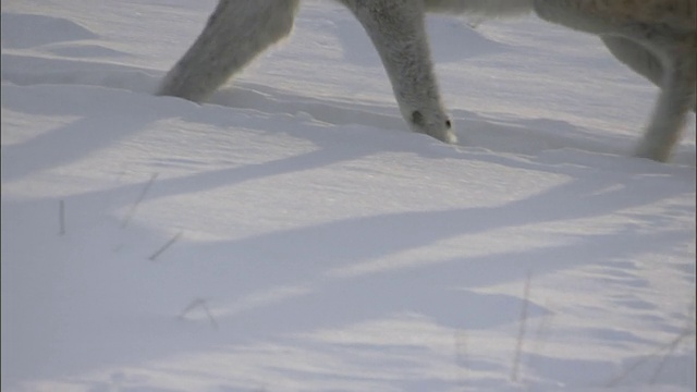 灰狼在雪地上行走，黄石国家公园，美国视频素材