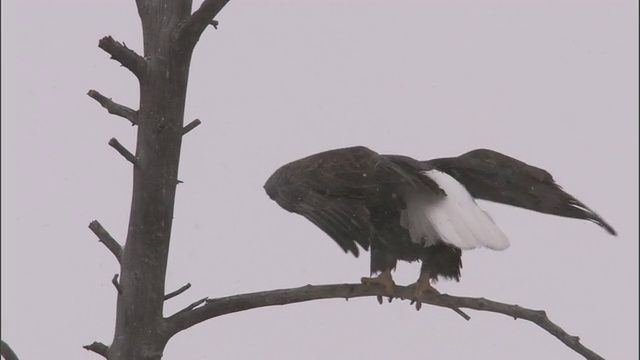 美国黄石公园，白头秃鹰(Haliaeetus leucocephalus)在雪地里飞走视频素材