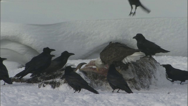 美国黄石公园，白头秃鹰(Haliaeetus leucocephalus)和乌鸦(Corvus corax)在雪地里吃野牛尸体视频素材