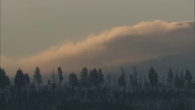 美国黄石公园，低云飘过白雪覆盖的森林视频素材