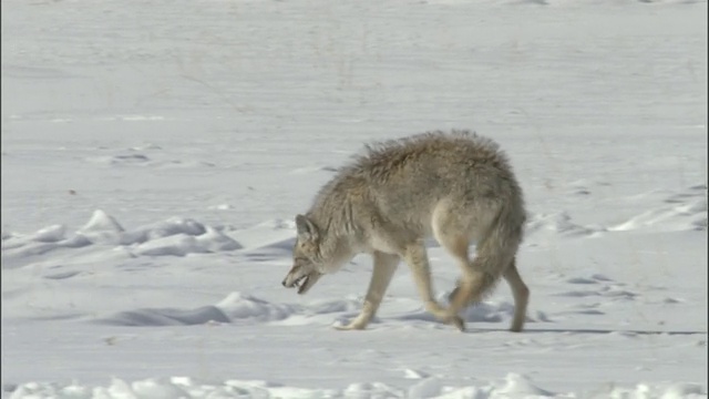 土狼(Canis latrans)展示提交的雪，黄石，怀俄明州，美国视频素材