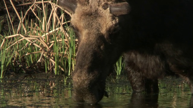 驼鹿(Alces Alces)在湖上吃水草，黄石，美国视频素材