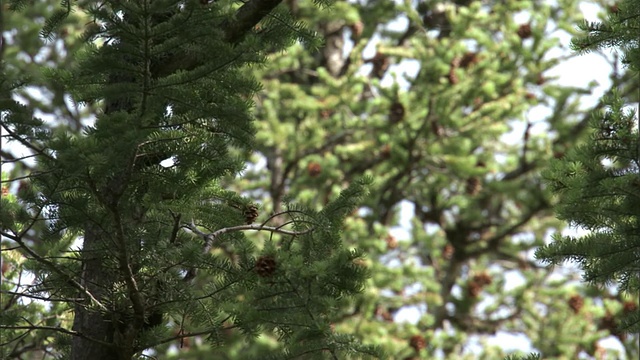 大灰猫头鹰(Strix nebulosa)雏起飞在森林，黄石，美国视频素材