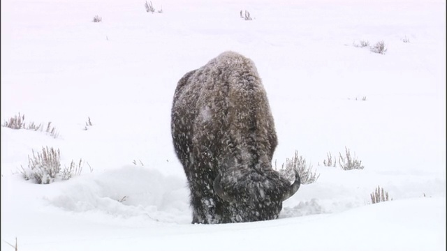 美国黄石公园，野牛在雪地里吃草视频素材