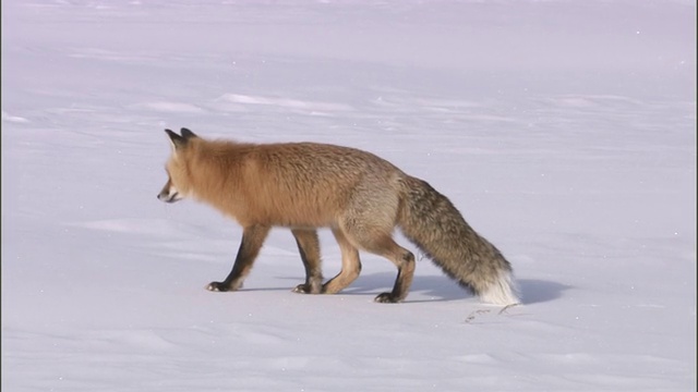 红狐(Vulpes Vulpes)在雪地里捕食啮齿动物，黄石，美国视频素材