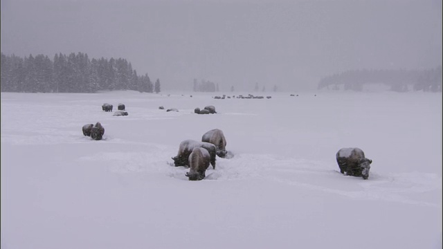 美国黄石公园，在深雪中吃草的野牛视频素材