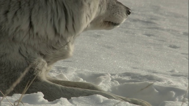 美国黄石公园，灰狼(犬类狼疮)站起来走在雪地上视频素材