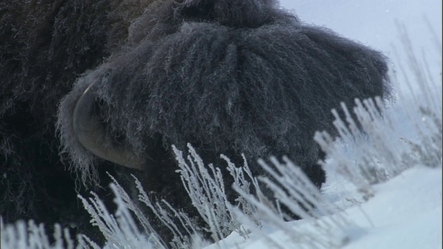 美国黄石公园，野牛在雪地里吃草视频素材