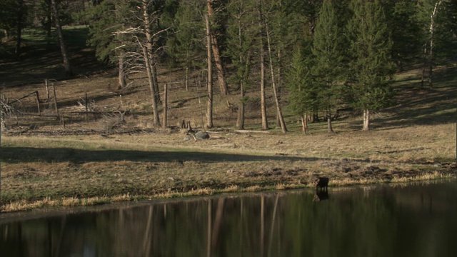 麋鹿(Alces Alces)在森林湖边吃水草，黄石，美国视频素材