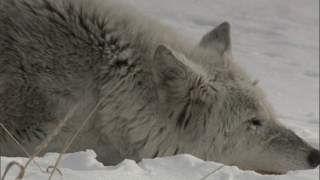 灰狼躺在雪地上，黄石国家公园，美国视频素材