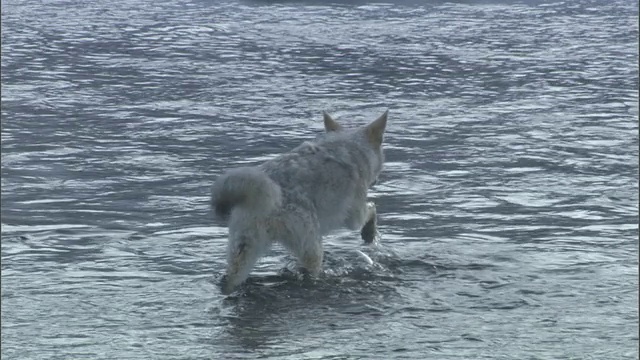 美国怀俄明州黄石公园，郊狼(大犬)涉水过河到雪地上视频素材