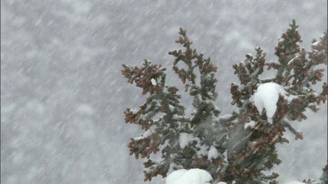 美国怀俄明州黄石公园，乌鸦(乌鸦)在雪地里飞走视频素材