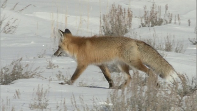 红狐(Vulpes Vulpes)在雪地上小跑，黄石，怀俄明州，美国视频素材