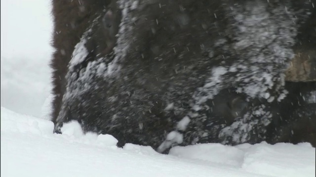 美国黄石公园，北美野牛清理积雪吃草视频素材