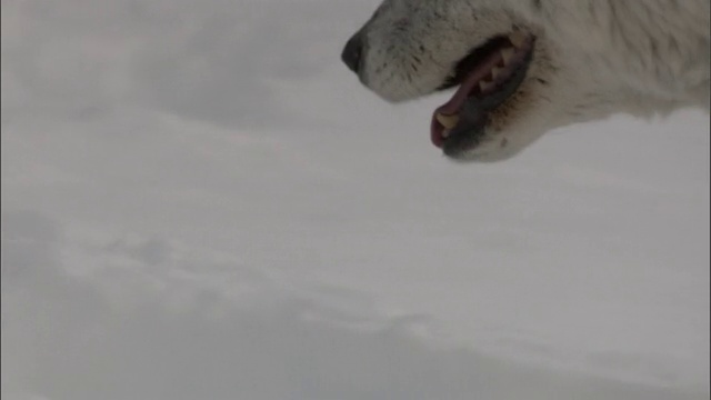 灰狼在雪地上行走，黄石国家公园，美国视频素材