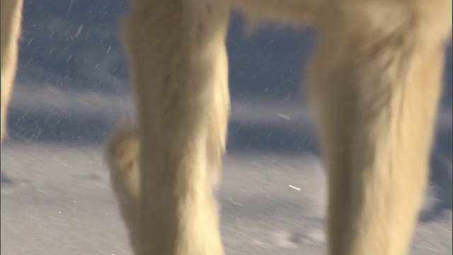 灰狼在雪地里奔跑，黄石公园，美国视频素材