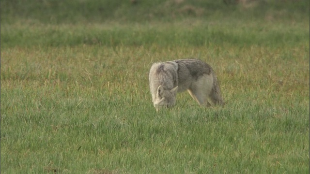 郊狼(犬属latrans)徘徊在草地，黄石，美国视频素材