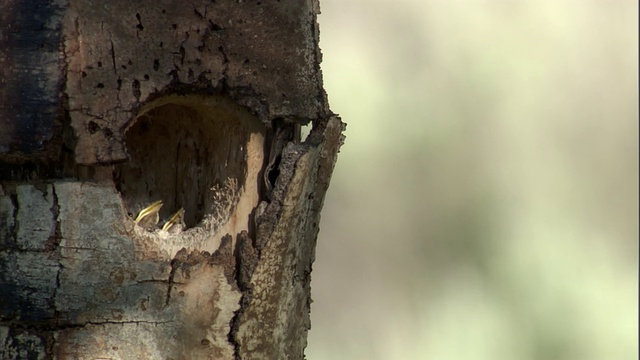 美国黄石国家公园，山蓝知更鸟(Sialia currucoides)正在巢中喂养雏鸟视频素材