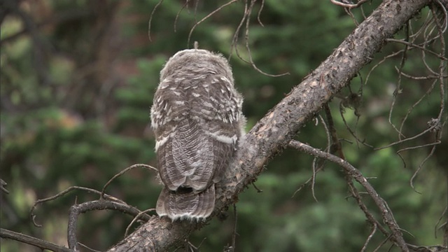 大灰猫头鹰(Strix nebulosa)雏飞离森林，黄石，美国视频素材