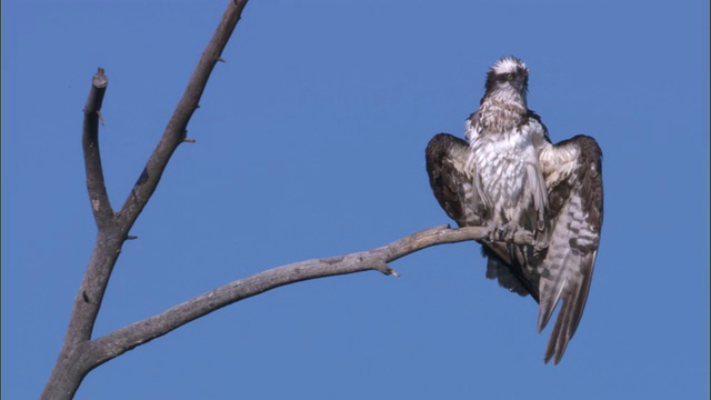 鱼鹰(Pandion haliaetus)在树，黄石，美国视频素材