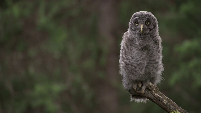 大灰猫头鹰(Strix nebulosa)雏凝视着森林，黄石，美国视频素材