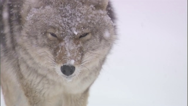 在雪地里小跑的郊狼，黄石国家公园，美国视频素材