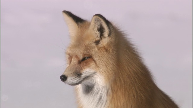 红狐(Vulpes Vulpes)坐在雪地上，黄石，美国视频素材